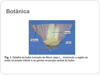 Aula de olericultura sobre as Aliaceas.pptx