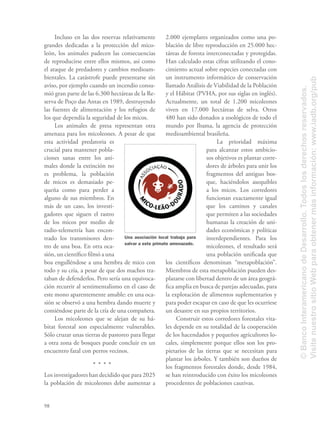 98
Incluso en las dos reservas relativamente
grandes dedicadas a la protección del mico-
león, los animales padecen las consecuencias
de reproducirse entre ellos mismos, así como
el ataque de predadores y cambios medioam-
bientales. La catástrofe puede presentarse sin
aviso, por ejemplo cuando un incendio consu-
mió gran parte de las 6.300 hectáreas de la Re-
serva de Poço das Antas en 1989, destruyendo
las fuentes de alimentación y los refugios de
los que dependía la seguridad de los micos.
Los animales de presa representan otra
amenaza para los micoleones. A pesar de que
esta actividad predatoria es
crucial para mantener pobla-
ciones sanas entre los ani-
males donde la extinción no
es problema, la población
de micos es demasiado pe-
queña como para perder a
alguno de sus miembros. En
más de un caso, los investi-
gadores que siguen el rastro
de los micos por medio de
radio-telemetría han encon-
trado los transmisores den-
tro de una boa. En otra oca-
sión, un cientíﬁco ﬁlmó a una
boa engulléndose a una hembra de mico con
todo y su cría, a pesar de que dos machos tra-
taban de defenderlos. Pero sería una equivoca-
ción recurrir al sentimentalismo en el caso de
este mono aparentemente amable: en una oca-
sión se observó a una hembra dando muerte y
comiéndose parte de la cría de una compañera.
Los micoleones que se alejan de su há-
bitat forestal son especialmente vulnerables.
Sólo cruzar unas tierras de pastoreo para llegar
a otra zona de bosques puede concluir en un
encuentro fatal con perros vecinos.
Los investigadores han decidido que para 2025
la población de micoleones debe aumentar a
2.000 ejemplares organizados como una po-
blación de libre reproducción en 25.000 hec-
táreas de foresta interconectadas y protegidas.
Han calculado estas cifras utilizando el cono-
cimiento actual sobre especies conectadas con
un instrumento informático de conservación
llamado Análisis de Viabilidad de la Población
y el Hábitat (PVHA, por sus siglas en inglés).
Actualmente, un total de 1.200 micoleones
viven en 17.000 hectáreas de selva. Otros
480 han sido donados a zoológicos de todo el
mundo por Ibama, la agencia de protección
medioambiental brasileña.
La prioridad máxima
para alcanzar estos ambicio-
sos objetivos es plantar corre-
dores de árboles para unir los
fragmentos del antiguo bos-
que, haciéndolos asequibles
a los micos. Los corredores
funcionan exactamente igual
que los caminos y canales
que permiten a las sociedades
humanas la creación de uni-
dades económicas y políticas
interdependientes. Para los
micoleones, el resultado será
una población uniﬁcada que
los cientíﬁcos denominan “metapoblación”.
Miembros de esta metapoblación pueden des-
plazarse con libertad dentro de un área geográ-
ﬁca amplia en busca de parejas adecuadas, para
la explotación de alimentos suplementarios y
para poder escapar en caso de que les ocurriese
un desastre en sus propios territorios.
Construir estos corredores forestales vita-
les depende en su totalidad de la cooperación
de los hacendados y pequeños agricultores lo-
cales, simplemente porque ellos son los pro-
pietarios de las tierras que se necesitan para
plantar los árboles. Y también son dueños de
los fragmentos forestales donde, desde 1984,
se han reintroducido con éxito los micoleones
procedentes de poblaciones cautivas.
Una asociación local trabaja para
salvar a este primate amenazado.
©BancoInteramericanodeDesarrollo.Todoslosderechosreservados.
VisitenuestrositioWebparaobtenermásinformación:www.iadb.org/pub
 