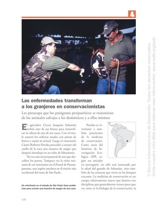 110
El agricultor Cícero Joaquim Sebastião
utilizó uno de sus brazos para inmovili-
zar la cabeza de una de sus vacas. Con el otro,
le amarró los oriﬁcios nasales con pinzas de
hierro y sujetó al animal. Luego el veterinario
Cássio Roberto Peterka procedió a extraer del
cuello de la vaca una muestra de sangre que
después introdujo en un tubo de laboratorio.
No era una escena pastoral de esas que des-
criben los poetas. Tampoco era la visita ruti-
naria de un veterinario en el Pontal de Parana-
panema, una región ranchera en el rincón más
occidental del oeste de São Paulo.
Las enfermedades transforman
a los granjeros en conservacionistas
Les preocupa que los patógenos peripatéticos se transmitan
de los animales salvajes a los domésticos y a ellos mismos
Peterka es ve-
terinario y tam-
bién practicante
de la medicina
de conservación.
Como socio del
Instituto de In-
vestigación Eco-
lógica (IPÊ, se-
gún sus iniciales
en portugués), no sólo está interesado por
la salud del ganado de Sebastião, sino tam-
bién de las criaturas que viven en los bosques
cercanos. La medicina de conservación es un
campo relativamente nuevo que fusiona tres
disciplinas que generalmente tienen poco que
ver entre sí: la biología de la conservación, la
Un veterinario en el estado de Sâo Paulo tiene proble-
mas para extraer una muestra de sangre de una vaca.
©BancoInteramericanodeDesarrollo.Todoslosderechosreservados.
VisitenuestrositioWebparaobtenermásinformación:www.iadb.org/pub
 