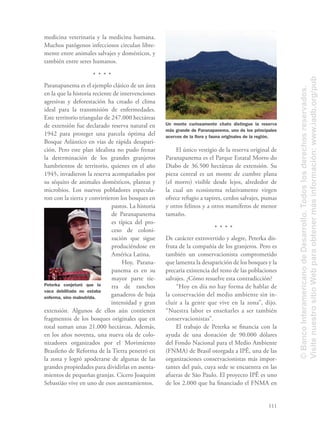 111
medicina veterinaria y la medicina humana.
Muchos patógenos infecciosos circulan libre-
mente entre animales salvajes y domésticos, y
también entre seres humanos.
Paranapanema es el ejemplo clásico de un área
en la que la historia reciente de intervenciones
agresivas y deforestación ha creado el clima
ideal para la transmisión de enfermedades.
Este territorio triangular de 247.000 hectáreas
de extensión fue declarado reserva natural en
1942 para proteger una parcela óptima del
Bosque Atlántico en vías de rápida desapari-
ción. Pero este plan idealista no pudo frenar
la determinación de los grandes granjeros
hambrientos de territorio, quienes en el año
1945, invadieron la reserva acompañados por
su séquito de animales domésticos, plantas y
microbios. Los nuevos pobladores especula-
ron con la tierra y convirtieron los bosques en
pastos. La historia
de Paranapanema
es típica del pro-
ceso de coloni-
zación que sigue
produciéndose en
América Latina.
Hoy, Parana-
panema es en su
mayor parte tie-
rra de ranchos
ganaderos de baja
intensidad y gran
extensión. Algunos de ellos aún contienen
fragmentos de los bosques originales que en
total suman unas 21.000 hectáreas. Además,
en los años noventa, una nueva ola de colo-
nizadores organizados por el Movimiento
Brasileño de Reforma de la Tierra penetró en
la zona y logró apoderarse de algunas de las
grandes propiedades para dividirlas en asenta-
mientos de pequeñas granjas. Cícero Joaquim
Sebastião vive en uno de esos asentamientos.
El único vestigio de la reserva original de
Paranapanema es el Parque Estatal Morro do
Diabo de 36.500 hectáreas de extensión. Su
pieza central es un monte de cumbre plana
(el morro) visible desde lejos, alrededor de
la cual un ecosistema relativamente virgen
ofrece refugio a tapires, cerdos salvajes, pumas
y otros felinos y a otros mamíferos de menor
tamaño.
De carácter extrovertido y alegre, Peterka dis-
fruta de la compañía de los granjeros. Pero es
también un conservacionista comprometido
que lamenta la desaparición de los bosques y la
precaria existencia del resto de las poblaciones
salvajes. ¿Cómo resuelve esta contradicción?
“Hoy en día no hay forma de hablar de
la conservación del medio ambiente sin in-
cluir a la gente que vive en la zona”, dijo.
“Nuestra labor es enseñarles a ser también
conservacionistas”.
El trabajo de Peterka se ﬁnancia con la
ayuda de una donación de 90.000 dólares
del Fondo Nacional para el Medio Ambiente
(FNMA) de Brasil otorgada a IPÊ, una de las
organizaciones conservacionistas más impor-
tantes del país, cuya sede se encuentra en las
afueras de São Paulo. El proyecto IPÊ es uno
de los 2.000 que ha ﬁnanciado el FNMA en
Un monte curiosamente chato distingue la reserva
más grande de Paranapanema, uno de los principales
acervos de la ﬂora y fauna originales de la región.
Peterka conjeturó que la
vaca debilitada no estaba
enferma, sino malnutrida.
©BancoInteramericanodeDesarrollo.Todoslosderechosreservados.
VisitenuestrositioWebparaobtenermásinformación:www.iadb.org/pub
 