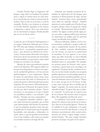 114
Cuando Peterka llegó al fragmento del
bosque, cargó sobre sus hombros los pesados
sacos y siguió el camino hacia un claro don-
de se encontraba una rústica construcción de
madera. Puso el cebo en su interior y cerró la
trampilla. Peterka y sus visitantes se sentaron
en el suelo húmedo, apoyados en los troncos
y dispuestos a esperar. Pero, tras varias horas
sin ver movimiento ninguno, Peterka decidió
que no era un día de suerte.
A pesar de que el Pontal de Paranapanema es
un paisaje totalmente fabricado por el hom-
bre, IPÊ tiene que trabajar estrechamente con
la gente local —con grandes y pequeños gran-
jeros— para alcanzar sus objetivos de conser-
vación. Cuanto mejor informada esté la gente
local acerca de los mecanismos de transmisión
de enfermedades y su prevención, mejor salud
tendrán sus animales y los salvajes.
Además de visitar personalmente granjas
como la de Sebastião, IPÊ organiza talleres en
los que unos 60 granjeros se reúnen con exper-
tos de sanidad del gobierno y de los servicios
epidemiológicos y otros organismos. Aparte
de salud, los especialistas tratan temas como
la conservación del suelo, la reforestación, la
mejora de pastos y alimentos alternativos para
el ganado. De esta manera, IPÊ puede demos-
trar interés por el bienestar de la gente local y
no sólo por salvar animales salvajes. “Nunca
estuvimos en una granja en la que el dueño
nos prohibiera analizar a sus animales”, dijo
Peterka. “Siempre son muy cooperadores”.
Los granjeros aprenden también a apre-
ciar cómo funciona la naturaleza, por su bien
y por interés propio, dijo Peterka. Es interesan-
te que los pequeños granjeros estén más pre-
ocupados por la conservación que los grandes
hacendados, más educados y soﬁsticados. La
razón, aduce, es que los grandes terratenientes
viven en las ciudades y sólo visitan sus ranchos
en contadas ocasiones a lo largo del año.
Sebastião, por ejemplo, reconoció de in-
mediato la importancia de los bosques para
mantener el abastecimiento de agua. Incluso
declaró, “nuestros hijos crecen aprendiendo
cosas sobre los animales salvajes”. También
muestra un cierto orgullo por el hecho de que
los gatos salvajes visiten su granja de cuando
en cuando. “Recientemente observé huellas”,
confesó. En alguna ocasión pierde algún pe-
rro, un cerdo, o algunos pollos, pero mientras
no representen un peligro para las personas
acepta con ﬁlosofía estas pérdidas.
Mientras Sebastião colabora con los con-
servacionistas, ayudando a atrapar cerdos sal-
vajes y compartiendo muchos de sus puntos
de vista, también continúa identiﬁcándose
con sus vecinos, sea cual sea su actitud hacia
la naturaleza. En este aspecto es un vecino
típico que debe reconciliar su nueva ﬁlosofía
conservacionista con sus lazos emocionales y
familiares hacia su comunidad. Por ejemplo,
un perenne punto de fricción entre conser-
vacionistas y gente local es la caza ilegal y sin
regulación. Granjeros de día, cazadores de no-
che, los vecinos locales armados con escopetas
pueden representar un serio peligro para la su-
pervivencia de los mamíferos grandes. ¿Los ve-
cinos de Sebastião cazan en la reserva? “Nunca
les vi cazar, así que no sé si lo hacen. Si dije-
ra que cazan mentiría. Pero es posible que lo
hagan”, responde. ¿Ya comió carne de caza de
animales salvajes? “La gente dice que es sabro-
sa”, comentó. “Lo único que sé es que la carne
de res es buena. Me encanta comer un grueso
ﬁlete. Mi congelador está lleno de carne”.
La población local puede entorpecer o
apoyar los esfuerzos para preservar la natura-
leza. Pero no se les puede ignorar. “Dentro de
la realidad en la que trabajamos, si la gente
no tiene un nivel de vida decente y carece de
mínimos conocimientos sobre conservación,
nosotros no vamos a lograr ningún avance”,
declaró Peterka. “No tiene ningún beneﬁcio
preservar el parque si la gente no lo quiere”.
©BancoInteramericanodeDesarrollo.Todoslosderechosreservados.
VisitenuestrositioWebparaobtenermásinformación:www.iadb.org/pub
 
