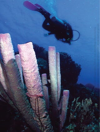 ©BancoInteramericanodeDesarrollo.Todoslosderechosreservados.
VisitenuestrositioWebparaobtenermásinformación:www.iadb.org/pub
 