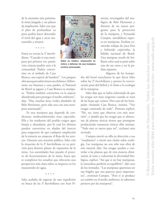 91
de la montaña más próxima:
la mina Jangada y sus planes
de ampliación. Sales cree que
el plan de profundizar su
pozo podría hacer descender
el nivel del agua y secar ma-
nantiales y arroyos.
Entra en escena la P. burche-
llanus. “Cuando vi esta mari-
posa por primera vez, pensé,
‘esta criatura podría unir a la
comunidad. Podría conver-
tirse en el símbolo de Casa
Branca, una especie de bandera’”. Los parques
africanosparasafaritienensuselefantes,Yellow-
stone sus bisontes y osos pardos, el Pantanal
de Brasil su jaguar, y Casa Branca su maripo-
sa. “Podría también convertirse en la especie
abanderada para proteger el medio ambiente”,
dijo. “Hay muchas áreas verdes alrededor de
Belo Horizonte, pero sólo una con una mari-
posa amenazada”.
Es una mariposa que depende de con-
diciones medioambientales muy especiales.
Ella y los residentes del pueblo exigen agua
limpia y abundante, por lo cual los últimos
pueden convertirse en aliados del insecto
para asegurarse de que cualquier ampliación
de la minería no empeore el ﬂujo de los arro-
yos. Durante una reunión pública, Sales citó
la situación de la P. burchellanus en su peti-
ción para detener planes de expansión de la
mina. Las autoridades han parado el proce-
so de licenciamiento de la mina, hasta que
se completen los estudios que ofrecerán una
perspectiva más clara sobre su impacto en los
manantiales de agua.
Sales acababa de regresar de una expedición
en busca de las P. burchellanus con Ivan Pi-
menta, investigador del zoo-
lógico de Belo Horizonte y
director de un nuevo pro-
grama para la protección
de la mariposa, y Fernando
Campos, autodidacta exper-
to en mariposas. Estaban co-
miendo rodajas de yuca frita
y bebiendo caipirinhas, la
bebida nacional de Brasil.
Una mariposa morfo de bri-
llante color azul se posó sobre
uno de sus vasos y no la po-
dían espantar.
Algunos de los huéspe-
des del hotel escucharon lo que decía Sales
sobre las P. burchellanus y pronto la conver-
sación pasó del fútbol y el clima a la ecología
de la mariposa.
Sales dijo que se había informado de que
las orugas son muy exigentes cuando se trata
de las hojas que comen. Pero uno de los hués-
pedes visitando Casa Branca, insistió, “Veo
orugas comiendo de todo”. Pimenta replicó,
“No, no, tiene que observar con más aten-
ción”, y añadió que las orugas que se alimen-
tan de plantas tóxicas tienen que protegerse
produciendo sustancias tóxicas ellas mismas.
“Todo esto es nuevo para mí”, exclamó otro
invitado.
Campos movió su silla en dirección a sus
“estudiantes” e inició una charla sobre ecolo-
gía. Las mariposas no son sólo una obra de
arte natural, dijo. Sus orugas ayudan a con-
trolar a las plantas que de otra manera elimi-
narían al resto y reducirían la diversidad bio-
lógica, explicó. “Así que si no hay mariposas,
la naturaleza perdería su equilibrio”, dijo uno
de los invitados. “Las mariposas aparentan ser
tan frágiles que nos parecen poco importan-
tes”, continuó Campos. “Pero si se produce
un cambio en el medio ambiente, lo sabremos
primero por las mariposas”.
Sales es médico, empresario tu-
rístico y defensor de una mariposa
exótica amenazada.
©BancoInteramericanodeDesarrollo.Todoslosderechosreservados.
VisitenuestrositioWebparaobtenermásinformación:www.iadb.org/pub
 