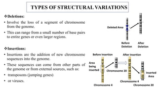 TYPES OF STRUCTURAL VARIATIONS
Deletions:
• Involve the loss of a segment of chromosome
from the genome.
• This can range from a small number of base pairs
to entire genes or even larger regions.
Insertions:
• Insertions are the addition of new chromosome
sequences into the genome.
• These sequences can come from other parts of
the genome or from external sources, such as:
• transposons (jumping genes)
• or viruses.
Before
Deletion
After
Deletion
Deleted Area
Chromosome 4
Chromosome 4
Chromosome 20
Before Insertion After Insertion
Area
being
inserted
Chromosome 20
Inserted
Area
 