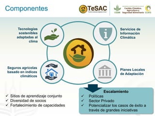 Alianza conjunta CCAFS-CATIE en el Trifinio