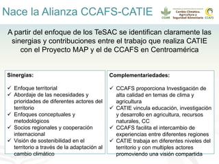 Alianza conjunta CCAFS-CATIE en el Trifinio