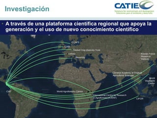 Alianza conjunta CCAFS-CATIE en el Trifinio