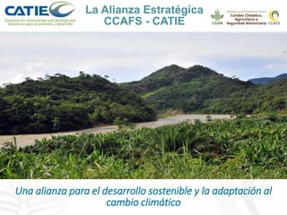 Alianza conjunta CCAFS-CATIE en el Trifinio