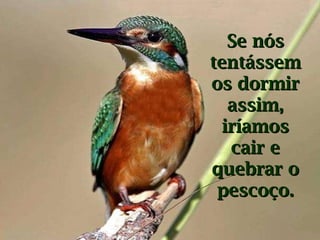 Se nós tentássemos dormir assim, iríamos cair e quebrar o pescoço. 