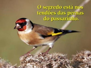 O segredo está nos  tendões das pernas  do passarinho. 