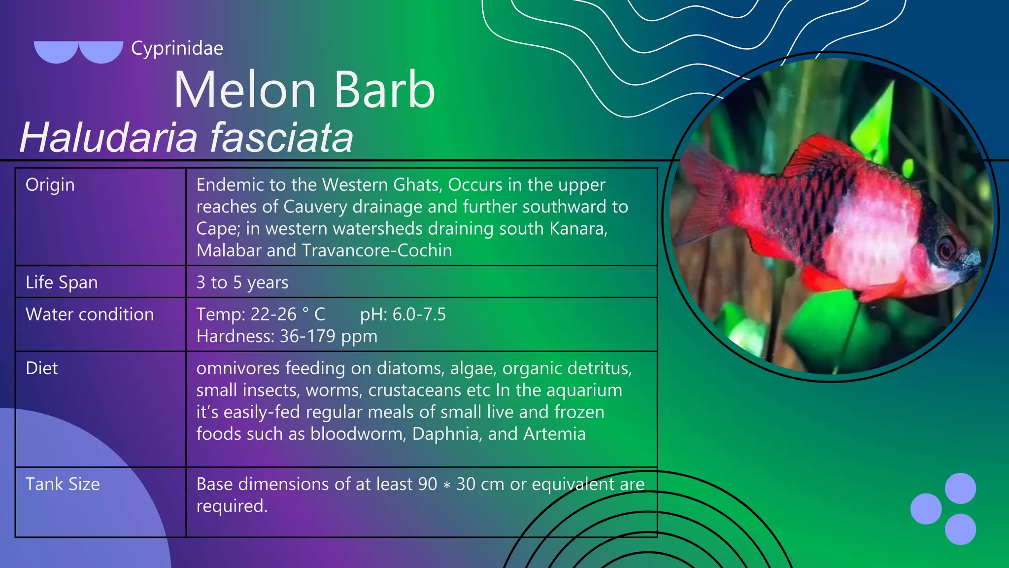 10 different types of indigenous ornamental fishes of India | PPT