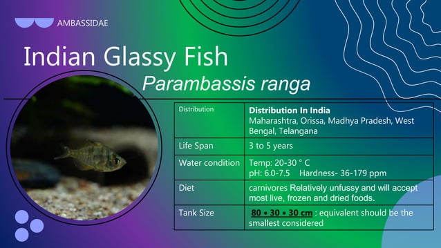10 different types of indigenous ornamental fishes of India | PPT