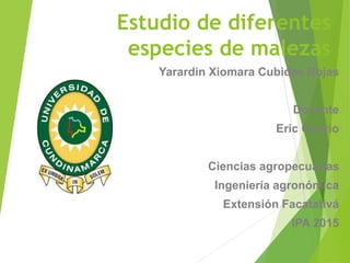 Estudio de diferentes
especies de malezas
Yarardin Xiomara Cubides Rojas
Docente
Eric Osorio
Ciencias agropecuarias
Ingeniería agronómica
Extensión Facatativá
IPA 2015
 