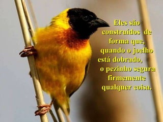 Eles são construídos  de forma que, quando o joelho está dobrado,  o pezinho segura firmemente qualquer coisa. 