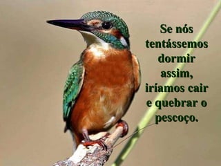 Se nós tentássemos dormir assim, iríamos cair e quebrar o pescoço. 