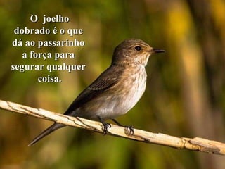 O  joelho dobrado é o que  dá ao passarinho  a força para  segurar qualquer  coisa. 