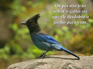 Os pés não irão soltar o galho até que ele desdobre o joelho para voar. 