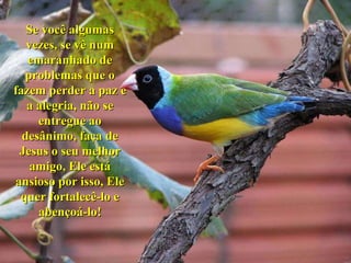 Se você algumas vezes, se vê num emaranhado de problemas que o fazem perder a paz e a alegria, não se entregue ao desânimo, faça de Jesus o seu melhor amigo, Ele está ansioso por isso, Ele quer fortalecê-lo e abençoá-lo! 