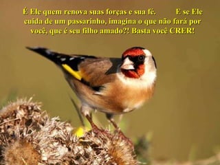 É Ele quem renova suas forças e sua fé.  E se Ele cuida de um passarinho, imagina o que não fará por você, que é seu filho amado?! Basta você CRER! 