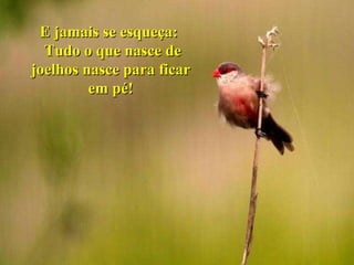 E jamais se esqueça:  Tudo o que nasce de joelhos nasce para ficar em pé! 