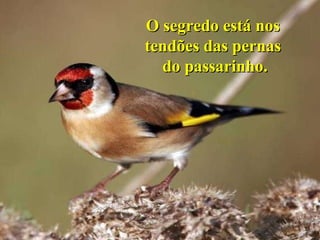 O segredo está nos  tendões das pernas  do passarinho. 