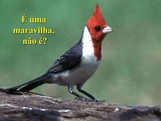 É uma  maravilha,  não é? 