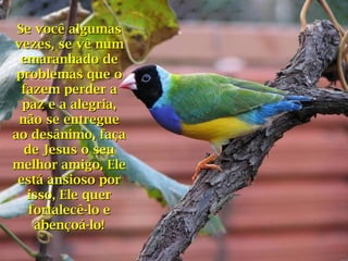 Se você algumasSe você algumas
vezes, se vê numvezes, se vê num
emaranhado deemaranhado de
problemas que oproblemas que o
fazem perder afazem perder a
paz e a alegria,paz e a alegria,
não se entreguenão se entregue
ao desânimo, façaao desânimo, faça
de Jesus o seude Jesus o seu
melhor amigo, Elemelhor amigo, Ele
está ansioso porestá ansioso por
isso, Ele querisso, Ele quer
fortalecê-lo efortalecê-lo e
abençoá-lo!abençoá-lo!
 