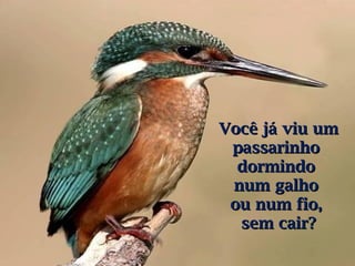 Você já viu umVocê já viu um
passarinhopassarinho
dormindodormindo
num galhonum galho
ou num fio,ou num fio,
sem cair?sem cair?
 