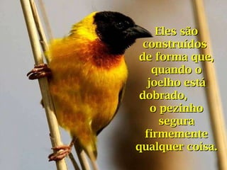 Eles são construídos  de forma que, quando o joelho está dobrado,  o pezinho segura firmemente qualquer coisa. 