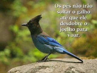 Os pés não irão soltar o galho até que ele desdobre o joelho para voar. 