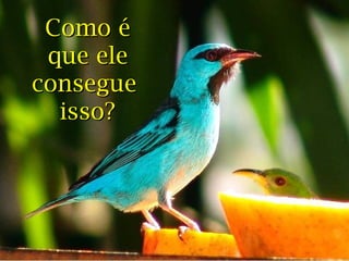 Como é
 que ele
consegue
  isso?
 