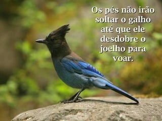 Os pés não irão
 soltar o galho
  até que ele
  desdobre o
  joelho para
      voar.
 