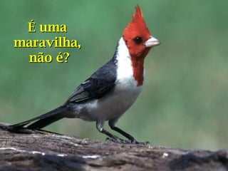 É uma
maravilha,
 não é?
 