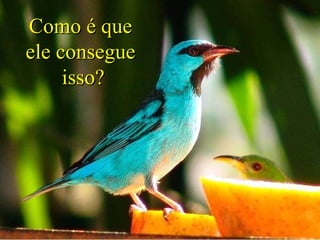 Como é que ele consegue   isso? 