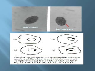 THE PUZZLE OF X CHROMOSOME 