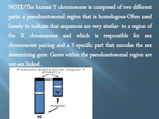 THE PUZZLE OF X CHROMOSOME 