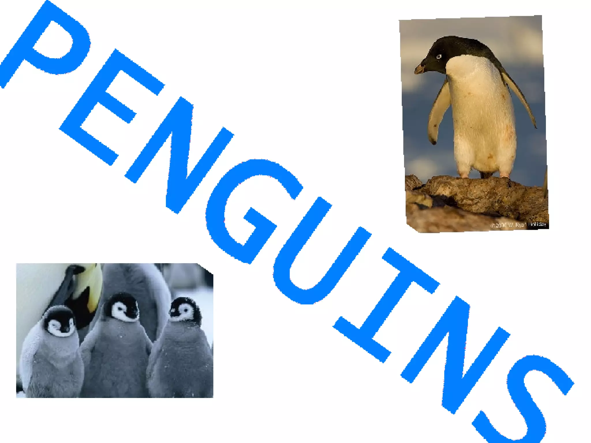 Alice And Isabel Buckley | PPT