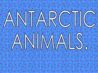 ANTARCTIC ANIMALS. 