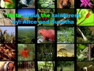 facts about the rainforest
by: Alice and Suvetha
 