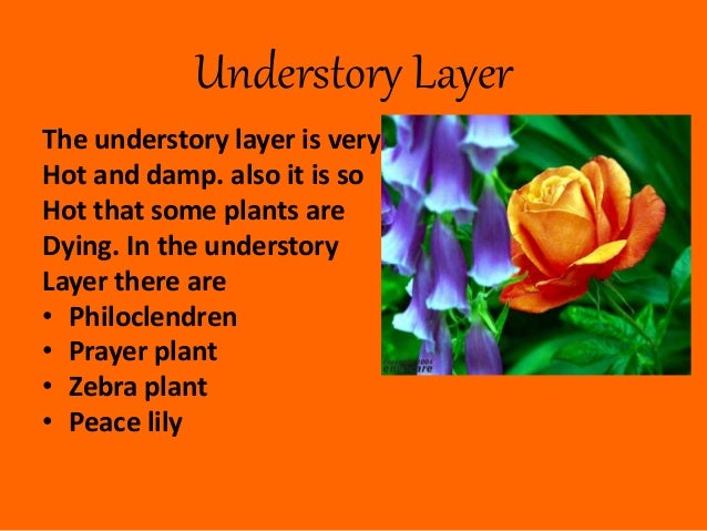 Alice and suvethas facts about the rainforest