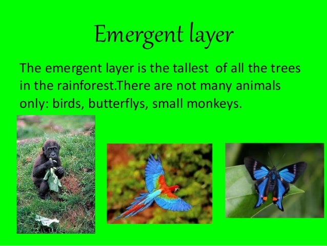 Download Alice and suvethas facts about the rainforest