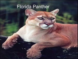 Florida Panther 