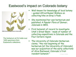 Eastwood’s impact on Colorado botany
 Well-known for knowledge of local botany
– guided Alfred Russel Wallace on
collecting hike on Gray's Peak.
 She maintained her own herbarium and
published A Popular Flora of Denver,
Colorado in 1893.
 First botanist of record to investigate
Utah's Great Basin - made of number of
collecting expeditions in Colorado and the
Four Corners region
 The University of Colorado Herbarium
claims, "the real beginning of the
herbarium [at the University of Colorado]
was our acquisition of the early collections
of Alice Eastwood, Colorado's first
resident botanist." © Project SOUND
The herbarium at CU holds over
1400 specimens from
Eastwood's collections.
 