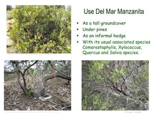 © Project SOUND
Use Del Mar Manzanita
 As a tall groundcover
 Under pines
 As an informal hedge
 With its usual associated species
Comarostaphylis, Xylococcus,
Quercus and Salvia species.http://commons.wikimedia.org/wiki/Arctostaphylos_glandulosa
http://picasaweb.google.com/lh/photo/m-Htm9oK65QX_9Kx7zPcDw
 
