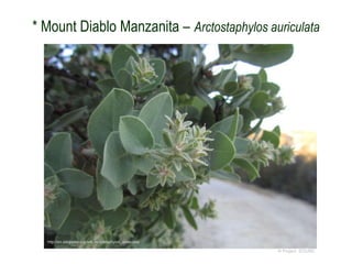 © Project SOUND
* Mount Diablo Manzanita – Arctostaphylos auriculata
http://en.wikipedia.org/wiki/Arctostaphylos_auriculata
 