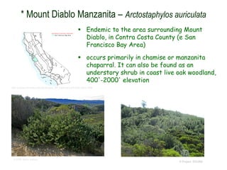 © Project SOUND
* Mount Diablo Manzanita – Arctostaphylos auriculata
© 2006 Steve Matson
http://ucjeps.berkeley.edu/cgi-bin/get_JM_treatment.pl?3449,3454,3456
 Endemic to the area surrounding Mount
Diablo, in Contra Costa County (e San
Francisco Bay Area)
 occurs primarily in chamise or manzanita
chaparral. It can also be found as an
understory shrub in coast live oak woodland,
400'-2000' elevation
 