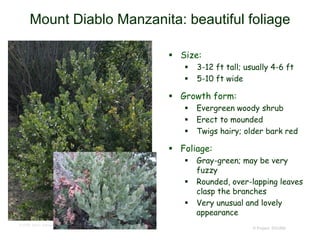 © Project SOUND
Mount Diablo Manzanita: beautiful foliage
 Size:
 3-12 ft tall; usually 4-6 ft
 5-10 ft wide
 Growth form:
 Evergreen woody shrub
 Erect to mounded
 Twigs hairy; older bark red
 Foliage:
 Gray-green; may be very
fuzzy
 Rounded, over-lapping leaves
clasp the branches
 Very unusual and lovely
appearance
© 2006 Steve Matson
 