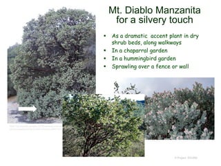© Project SOUND
Mt. Diablo Manzanita
for a silvery touch
 As a dramatic accent plant in dry
shrub beds, along walkways
 In a chaparral garden
 In a hummingbird garden
 Sprawling over a fence or wall
https://picasaweb.google.com/theforestprimeval/PinusCoulteriAndArctostaphylo
sAuriculataBlackDiamondMinePreserve#5512180876178895842
 