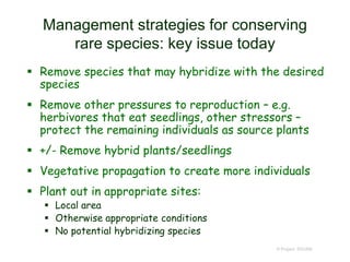 © Project SOUND
Management strategies for conserving
rare species: key issue today
 Remove species that may hybridize with the desired
species
 Remove other pressures to reproduction – e.g.
herbivores that eat seedlings, other stressors –
protect the remaining individuals as source plants
 +/- Remove hybrid plants/seedlings
 Vegetative propagation to create more individuals
 Plant out in appropriate sites:
 Local area
 Otherwise appropriate conditions
 No potential hybridizing species
 