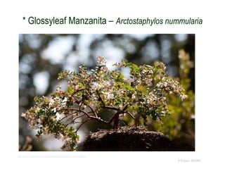 © Project SOUND
* Glossyleaf Manzanita – Arctostaphylos nummularia
http://www.baynatives.com/plants/Arctostaphylos-nummularia/
 